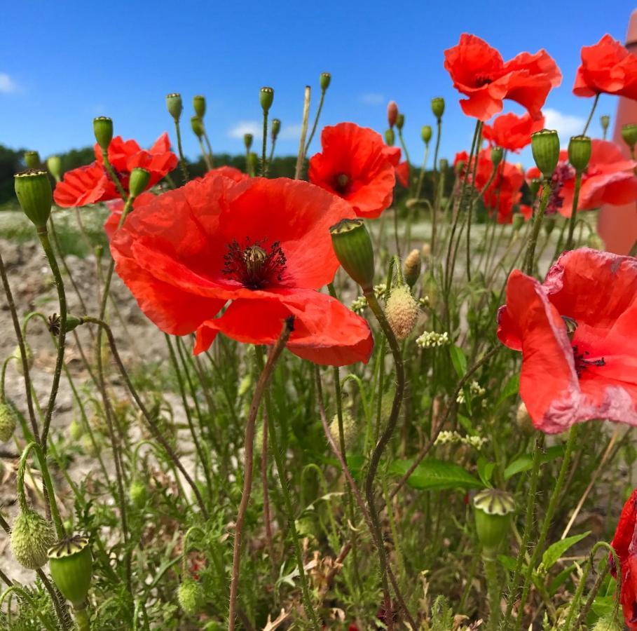 Vakantiewoning De Klaproos Bojil Bagian luar foto